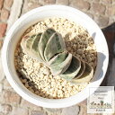 富士錦 ガステリア Mサイズ5.5cmポット Gasteria fuji f. variegata 小〜中型種 仔を出すタイプ 多肉植物 きれい 寄せ植えにも