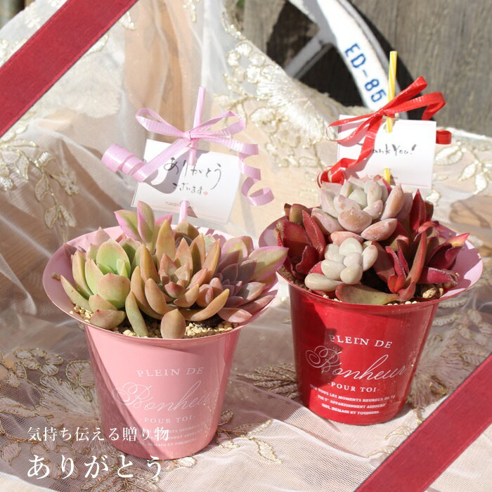 樂天商城 - 母の日 多肉植物 寄せ植え キュートポット 2個セット ピンク レッド ギフト 自社栽培 プレゼント 贈り物 お母さん 自分用 セット