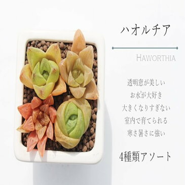 ハオルチアの寄せ植えギフト セラミックホワイト 白鉢 贈り物 寄せ植え 贈り物 ハロウィン 敬老の日 新築祝 誕生日祝 開店祝 結婚式祝