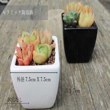 ハオルチアの寄せ植えギフト セラミックホワイト 白鉢 贈り物 寄せ植え 贈り物 ハロウィン 敬老の日 新築祝 誕生日祝 開店祝 結婚式祝