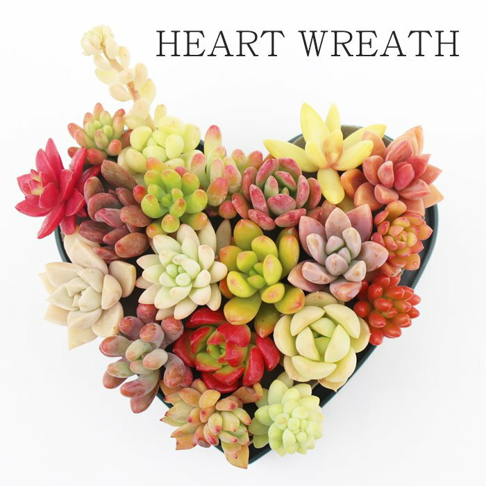 多肉植物 寄せ植え 送料無料 オアシスハート 贈り物 ギフト 観葉植物 インテリア ハロウィン 敬老の日 新築祝 誕生日祝 開店祝 結婚式祝 多肉永遠