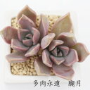 O MTCY5.5cm|bg Ovgy^ A graptopetalum paraguayense `^ td˂^Cv ꂢ 񂹐Aɂ