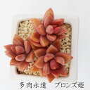 ブロンズ姫 グラプトペタルム Mサイズ5.5cmポット 多肉植物 graptopetalum blonz 小〜中型種