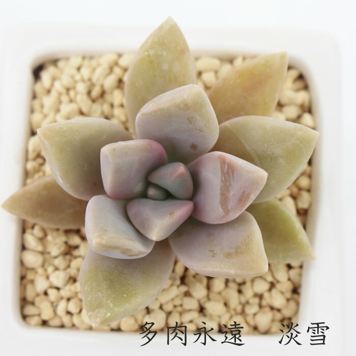 W Ovgy^ MTCY5.5cm|bg ϊA graptopetalum paraguayense `^ td˂^Cv ꂢ 񂹐Aɂ ϊA