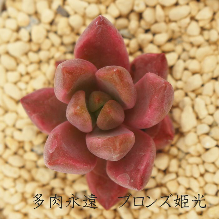 ブロンズ姫光 グラプトペタルム Mサイズ5.5cmポット 耐寒性多肉植物 graptopetalum bronz'variegata 小〜中型種 葉を重ねるタイプ きれい 寄せ植えにも