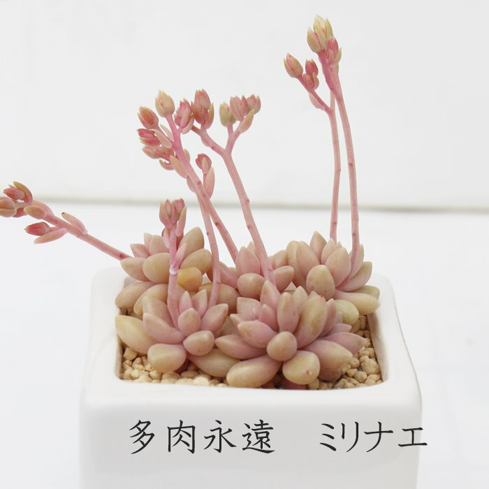 ミリナエ 多肉植物 観葉植物 グラプトペタルム Graptopetalum mirinae 寄せ植え 多...