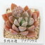 アクアリウス グラプトペタルム Mサイズ5.5cmポット 耐寒性多肉植物 graptopetalum aqualius 小〜中型種 葉を重ねるタイプ きれい 寄せ植えにも 605円