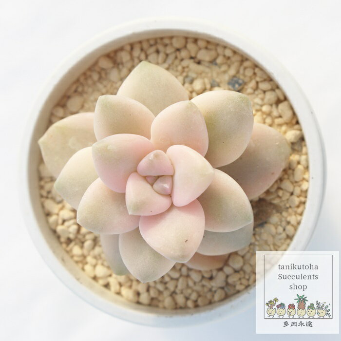 アプリコットビューティー グラプトペタルム Mサイズ5.5cmポット 耐寒性多肉植物 graptopetalum apricotbeauty 極小型種 葉を重ねるタ..