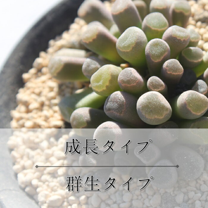 �ӥ��饻�� ��ǥܥ��ꥢ Ledebouria violacea ¿����ʪ ¿ǯ�� �����ǥ˥� ���տ�ʪ �٥��������ǥ�