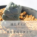 アウセンシスsspチタノプシス クラッスラ Mサイズ6cmポット Crassula ausensis ssp.titanopsis 多肉植物 小型種 葉を重ねるタイプ かわいい きれい 男前 寄せ植えにも 3