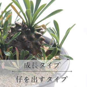 ビンセントカトー エケベリア Mサイズ5.5cmポット Echeveria vincentcatto 薔薇咲 多肉植物 小型種 仔を出すタイプ きれい かわいい