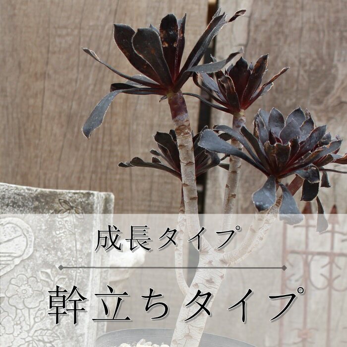 八咫の鏡 アエオニウム Mサイズ 6cmポット 'TABULIFORME F.' 多肉植物 幹立ちタイプ 小〜中型種 aeonium 多肉永遠 かっこいい 男前 かわいい