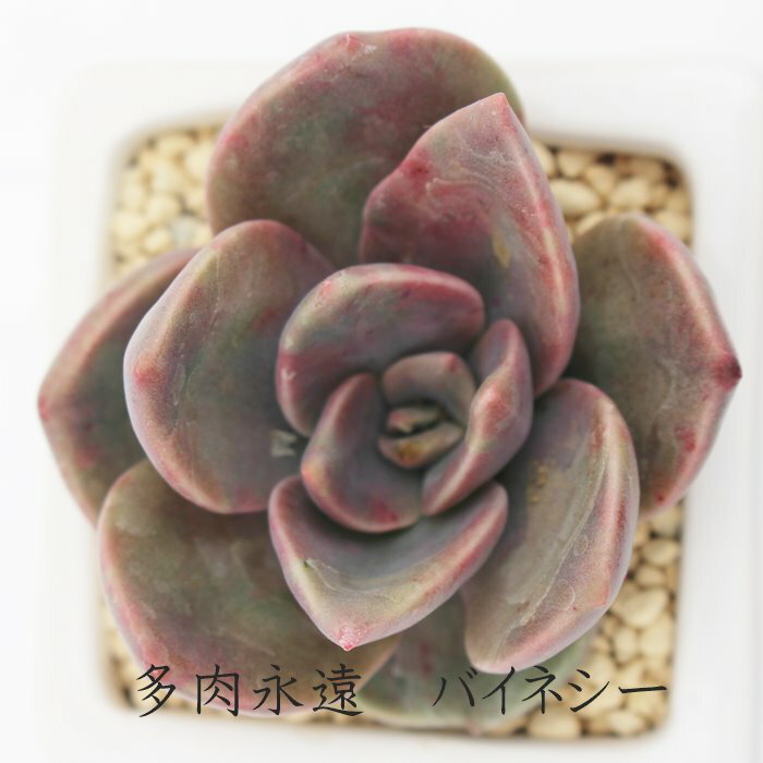 バイネシー グラプトベリア Mサイズ5.5cmポット graptoveria`albert baynes'. 小〜中型種 葉を重ねるタイプ きれい 寄せ植えにも 多肉植物 耐寒性多肉植物