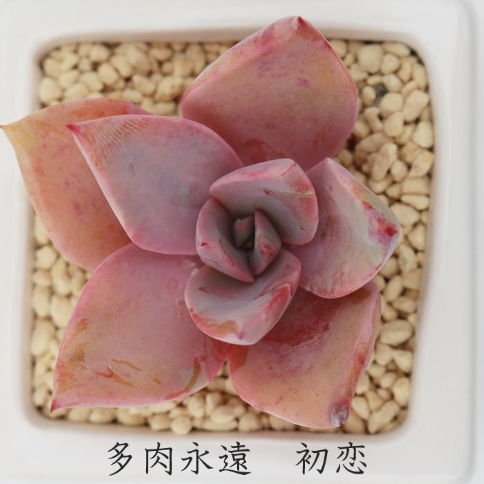  OvgxA MTCY5.5cm|bg graptoveria douglas huth `^ [bg^Cv ꂢ 񂹐Aɂ A ϊA