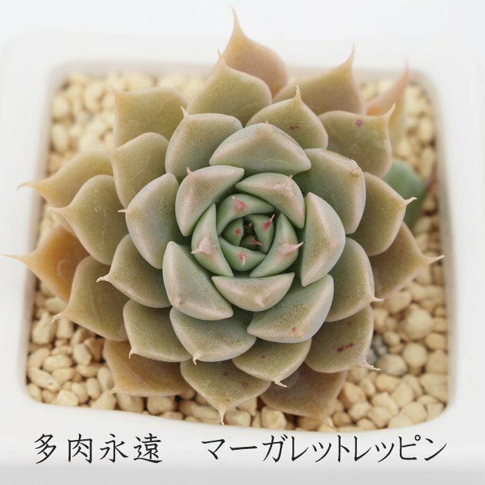 }[Kbgbs OvgxA MTCY5.5cm|bg graptoveria margarete reppin `^ [bg^Cv ꂢ 񂹐Aɂ A ϊA