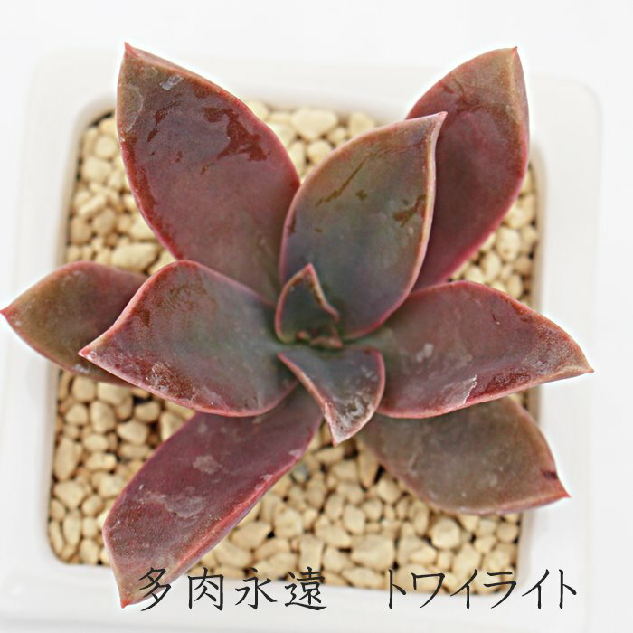 gCCg OvgxA MTCY5.5cm|bg graptoveria`twilight' A `^ td˂^Cv A jO 킢  蕨  ϊA