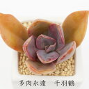 千羽鶴 グラプトベリア Mサイズ6cmポット GRAPTOVERIA FRED YVES 多肉植物 小〜中型種 葉を重ねるタイプ 多肉植物 男前 かわいい おしゃれ 贈り物 癒し 耐寒性多肉植物