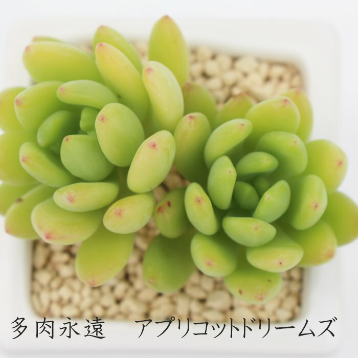 AvRbgh[Y OvgxA MTCY5.5cm|bg graptoveria`apricot dreams' A `^ td˂^Cv jO 킢  蕨  ϊA