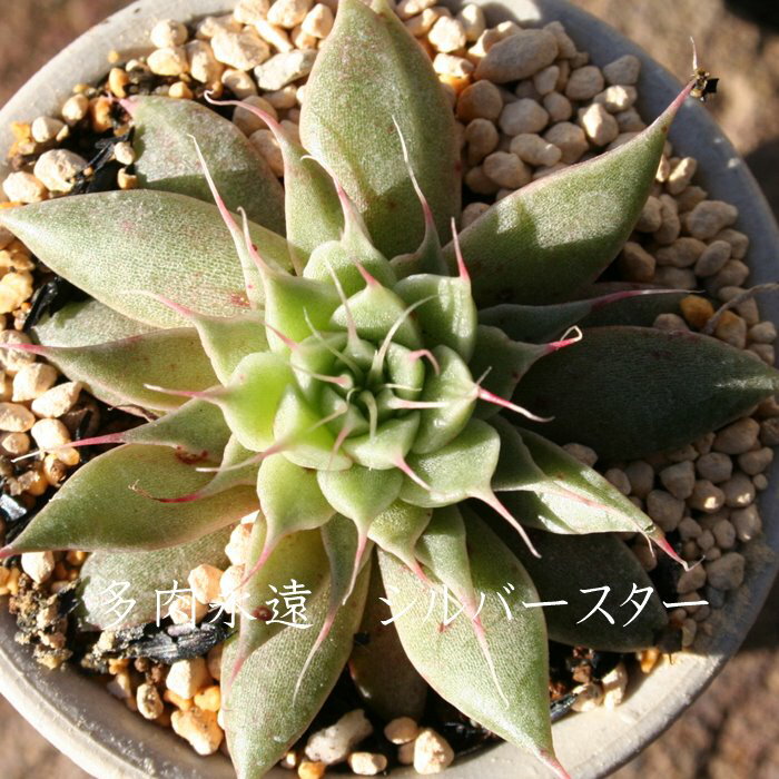 Vo[X^[ OvgxA MTCY5.5cm|bg graptoveria`silver star' A `^ [bg^Cv jO 킢  蕨  ϊA