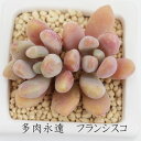 フランシスコ グラプトベリア Mサイズ6cmポット GRAPTOVERIA FRANCISCO 多肉植物 小～中型種 葉を重ねるタイプ かわいい おしゃれ 贈り物 癒し 耐寒性多肉植物