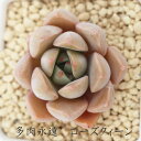 ローズクィーン グラプトベリア Mサイズ6cmポット GRAPTOVERIA ROSE QWEEN 多肉植物 小～中型種 ロゼットタイプ 男前 かわいい おしゃれ 贈り物 癒し 耐寒性多肉植物