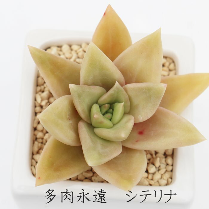 Vei OvgxA MTCY5.5cm|bg graptoveria siterina A `^ td˂^Cv jO 킢  蕨  ϊA