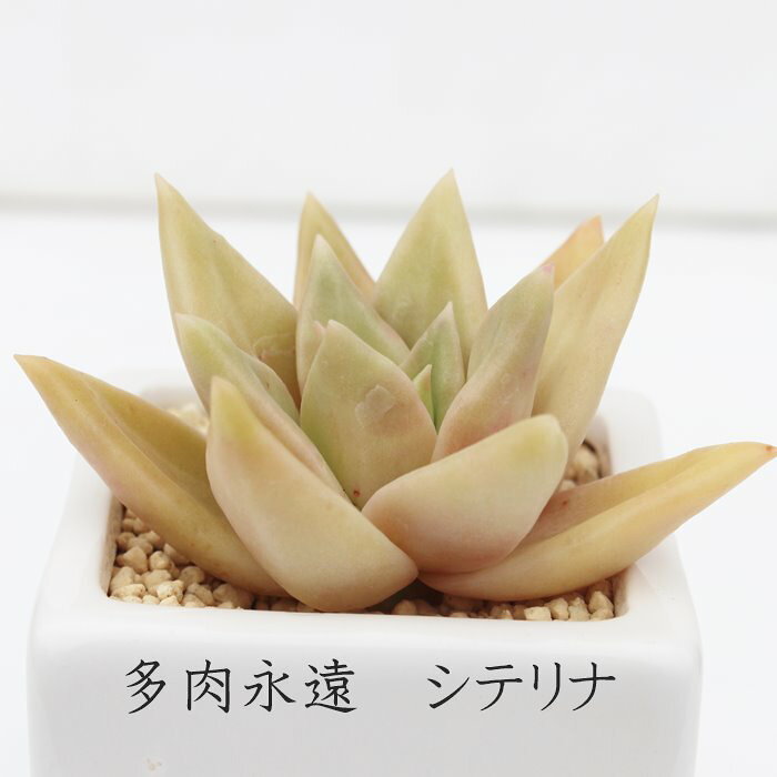多肉植物 グラプトベリア シテリナ Graptoveria 'Siterina' 観葉植物 育てやすい ...