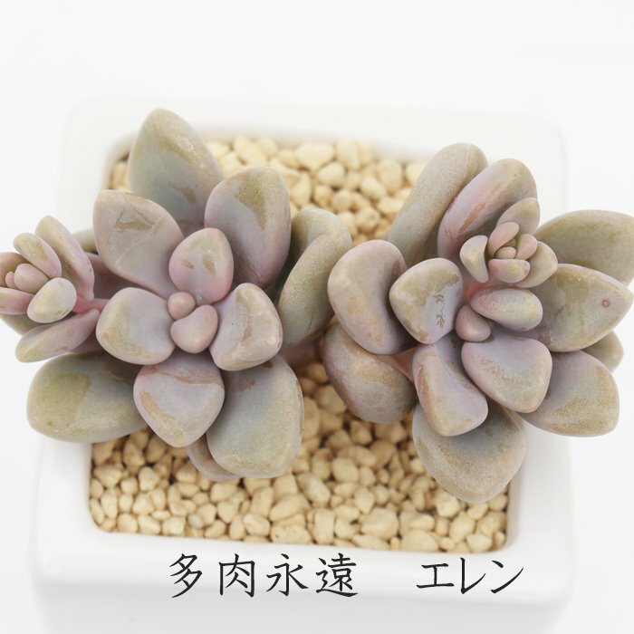 エレン グラプトベリア Mサイズ5.5cmポット graptoveria elen 多肉植物 小〜中型種 葉を重ねるタイプかわいい おしゃれ 贈り物 癒し 耐寒性多肉植物