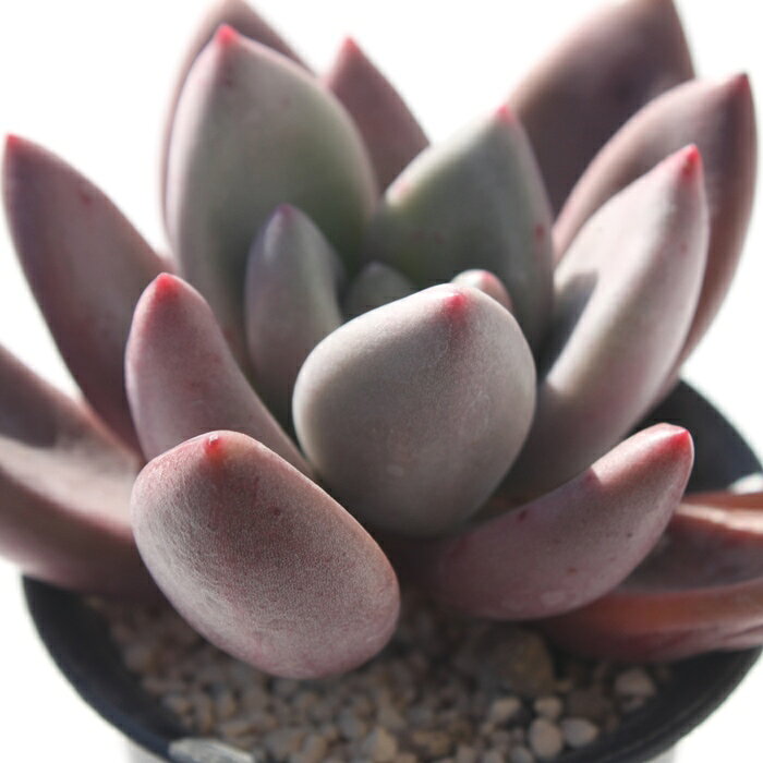 多肉植物 グラプトベリア ルビードナ Graptoveria 'Ruby Donna' 育てやすい 寄せ植...