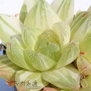 京の華錦並斑 ハオルチア Mサイズ5.5cmポット hawrthia cymbiformis v. angustana f. variegata 小〜中型種 仔を出すタイプ きれい 寄せ植えにも 多肉植物 透明窓