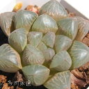 ピグミー ハオルチア Mサイズ5.5cmポット hawrthia pygmy 小型種 仔を出すタイプ きれい 寄せ植えにも 多肉植物 透明窓
