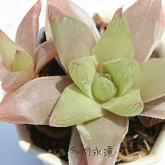 vjtHA nI`A MTCY5.5cm|bg hawrthia planifolia f. variegata `^ eo^Cv ꂢ 񂹐Aɂ A 