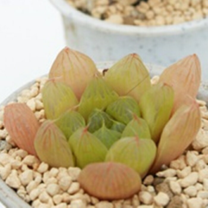 オブツーサライム ハオルチア haworthia obutusa lime 多肉植物 透明窓 ジュエリー...