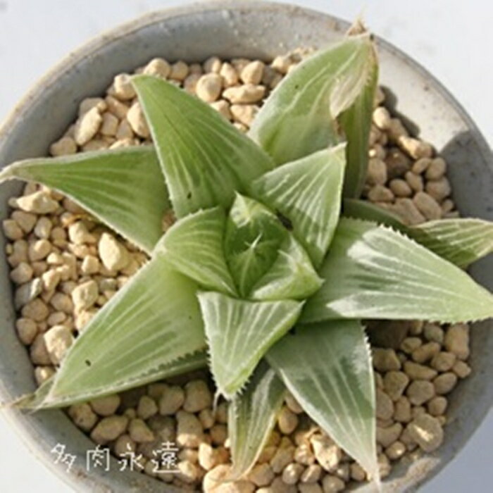 j I`A MTCY5.5cm|bg hawrthia turgida f. variegata `^ eo^Cv ꂢ 񂹐Aɂ A 