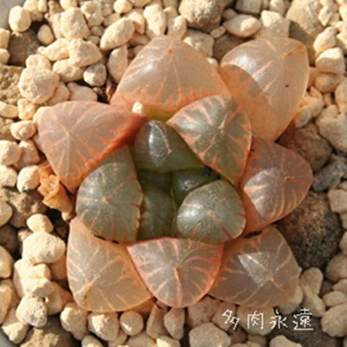 gJ^ nI`A MTCY5.5cm|bg hawrthia cooperii var. truncata ikura ɏ^ eo^Cv ꂢ 񂹐Aɂ A 