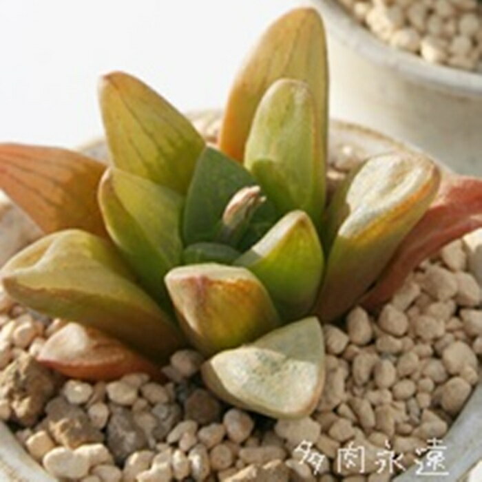 ハオルチア レッドフラッシュ Haworthia 'Red Flash' 多肉植物 透明窓 寄せ植え インテリア ジュエリープランツ アイスプラント 軟葉系 室内植物