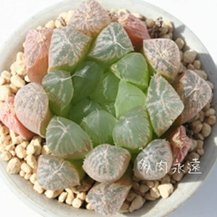 水晶占い ハオルチア Haworthia Mサイズ6cmポット 透明窓 多肉植物