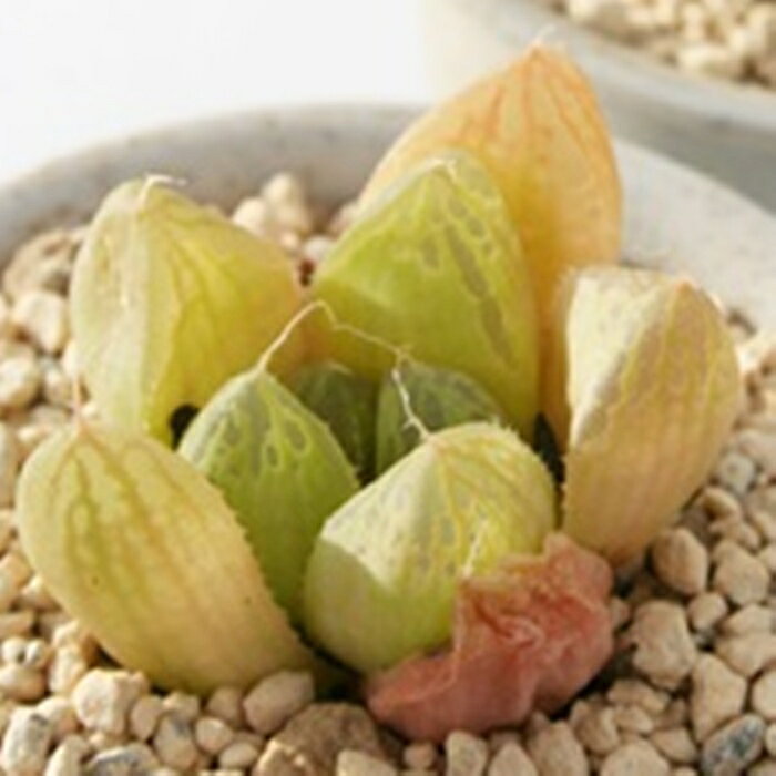 コアラクタータ ハオルチア haworthia coaractata 多肉植物 透明窓 ジュエリープラ...