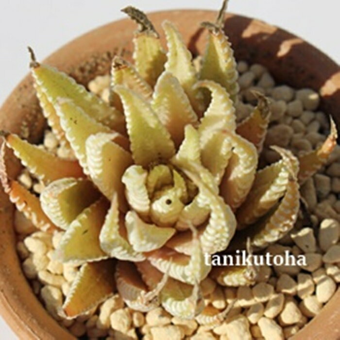  nI`A MTCY5.5cm|bg hawrthia fasciata f. variegata `^ td˂^Cv ꂢ 񂹐Aɂ A 