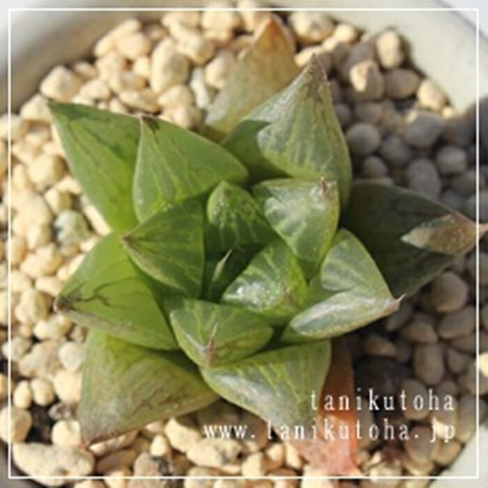 玉緑 ハオルチア Mサイズ5.5cmポット hawrthia hyb.tamamidori 小型種 仔を出すタイプ きれい 寄せ植えにも 多肉植物 透明窓
