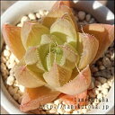 セシリフローラ ハオルチア Mサイズ5.5cmポット hawrthia hyb. 小〜中型種 仔を出すタイプ きれい 寄せ植えにも 多肉植物 透明窓