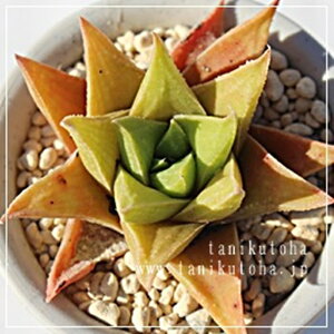 白羊宮 ハオルチア Mサイズ5.5cmポット hawrthia 'manda's hybrid'. 小〜中型種 葉を重ねるタイプ 多肉植物