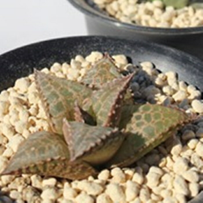 多肉植物 ハオルチア 竜鱗 Haworthia tessellata 多肉植物通販 透明窓 観葉植物 ビ...