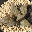 竜鱗 ハオルチア Mサイズ5.5cmポット hawrthia tessellata 小〜中型種 仔を出すタイプ きれい 寄せ植えにも 多肉植物 透明窓