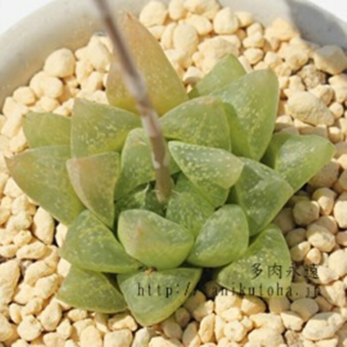 雪の華 ハオルチア Mサイズ5.5cmポット hawrthia turgida v.palidifolia 小〜中型種 仔を出すタイプ きれい 寄せ植えにも 多肉植物 透明窓