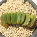 グリーン玉扇 ハオルチア Mサイズ6cmポット HAWRTHIA TRUNCATA CV 小～中型種 葉を重ねるタイプ きれい 寄せ植えにも 多肉植物 透明窓