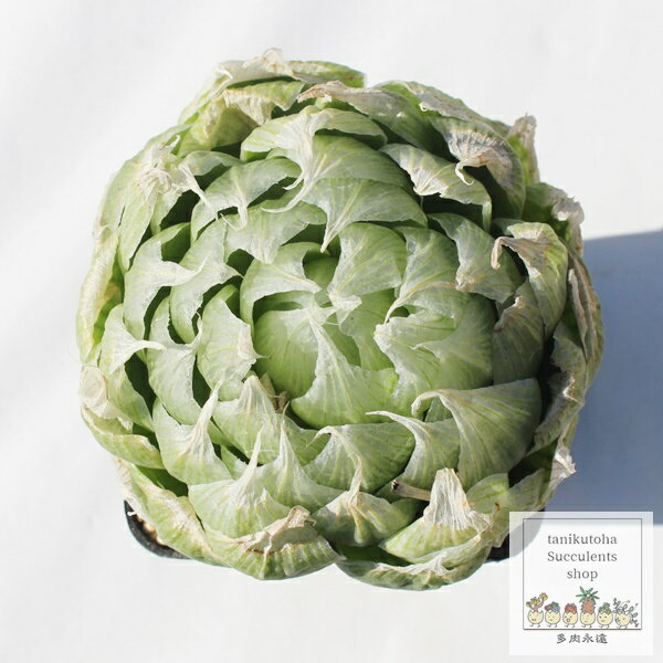 ロックウッディーハオルチア3号ポッ...