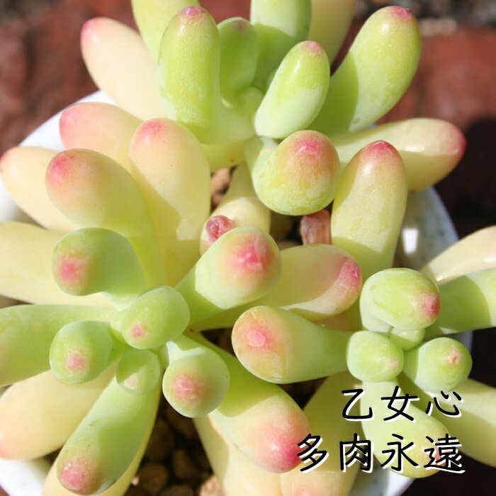 S Z_ MTCY5.5cm|bg sedum pachyphyllum `^ td˂Ȃeo^Cv A jO 킢 ꂢ 񂹐Aɂ