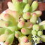 ֲ  M5.5cmݥå sedum pachyphyllum 淿 դŤͤʤƤФ ¿ʪ  襤 줤 󤻿ˤפ򸫤
