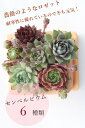 センペルビウムの寄せ植え 母の日ギフト 送料無料 多肉植物寄せ植え 母の日贈り物 ギフト 母の日ギフト花